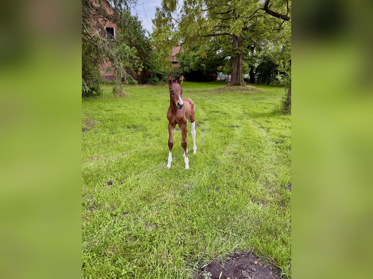 Oldenburg-International (OS) Stallion  16,2 hh Brown in Versmold