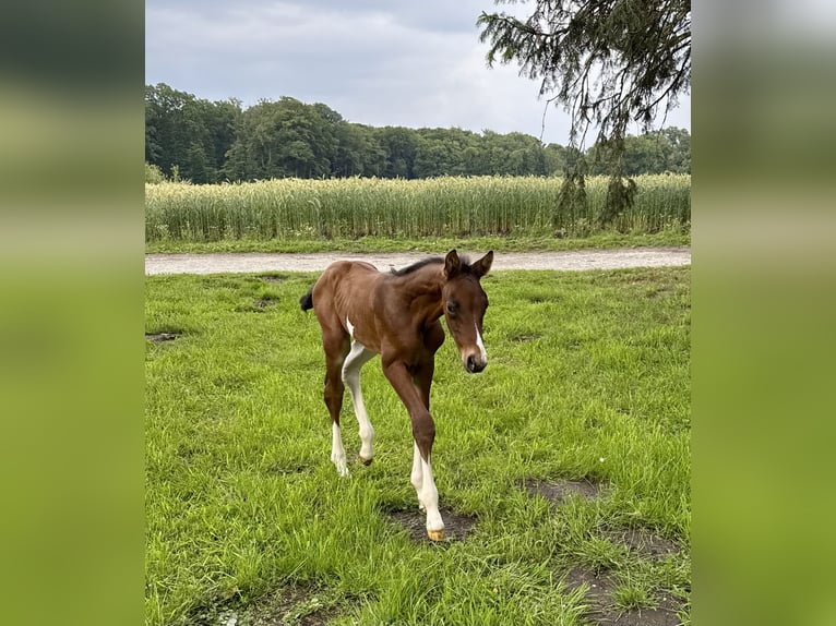 Oldenburg-International (OS) Stallion  16,2 hh Brown in Versmold