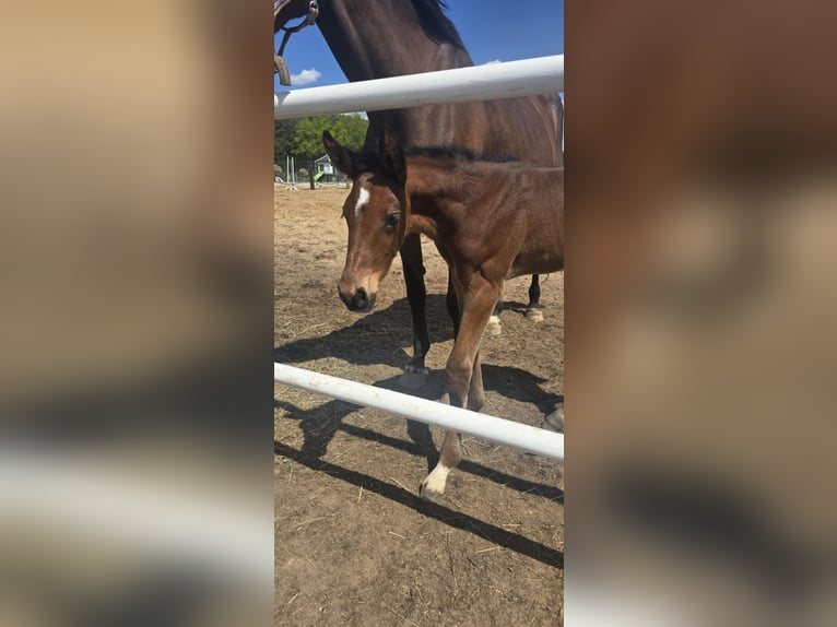 Oldenburg-International (OS) Stallion  16,2 hh Brown in L&#x119;bork