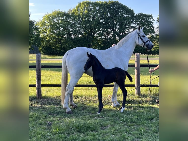 Oldenburg-International (OS) Stallion  16,2 hh Can be white in Werlte