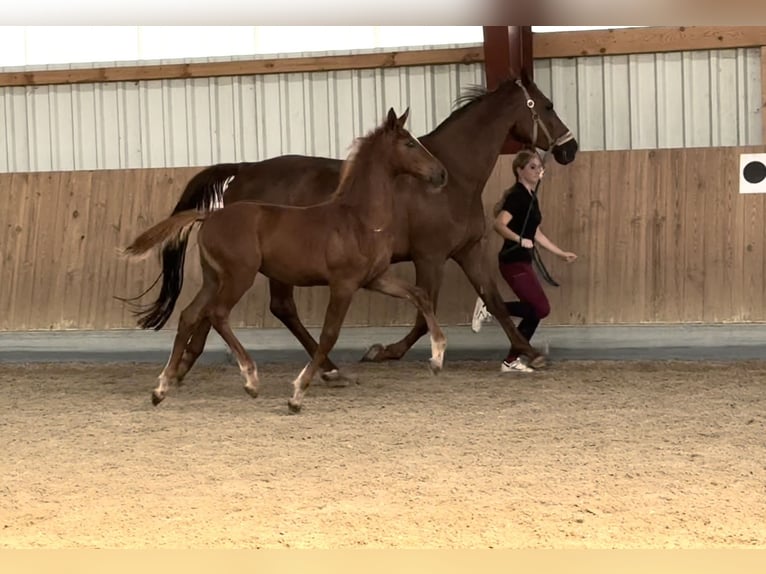Oldenburg-International (OS) Stallion Foal (05/2025) 16,2 hh Chestnut-Red in Berg