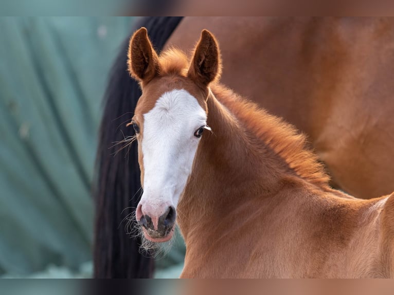 Oldenburg-International (OS) Stallion  16,2 hh Chestnut-Red in Berne