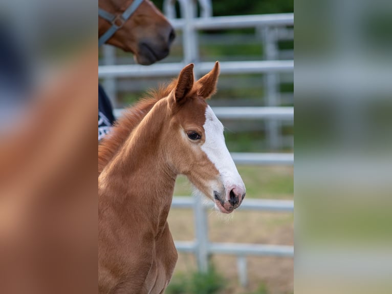 Oldenburg-International (OS) Stallion  16,2 hh Chestnut-Red in Berne