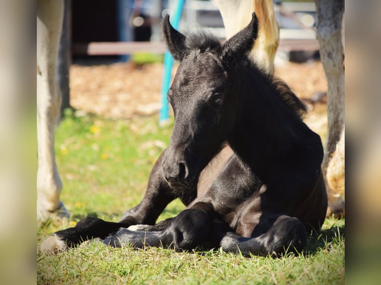 Oldenburg-International (OS) Stallion  16,3 hh Gray in Ronshausen