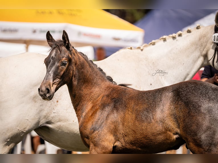 Oldenburg-International (OS) Stallion Foal (04/2025) 16,3 hh Grey in Ronshausen