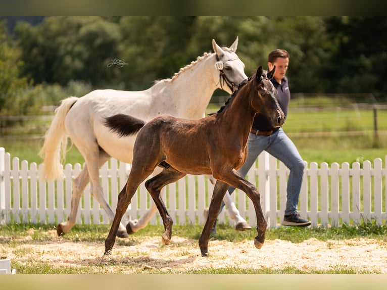Oldenburg-International (OS) Stallion Foal (04/2025) 16,3 hh Grey in Ronshausen