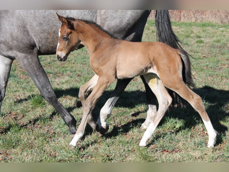 Oldenburg-International (OS) Stallion  17 hh Brown in Go&#x142;ymin- O&#x15B;rodek