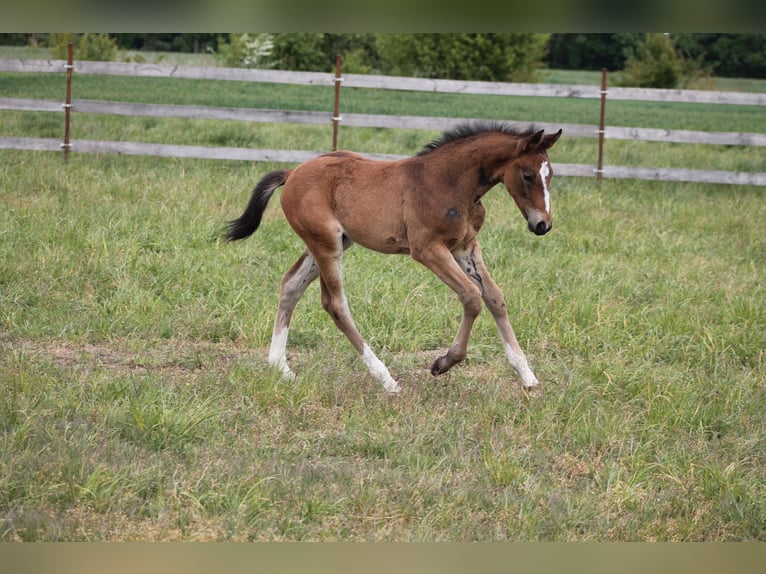 Oldenburg-International (OS) Stallion  17 hh Brown in Go&#x142;ymin- O&#x15B;rodek