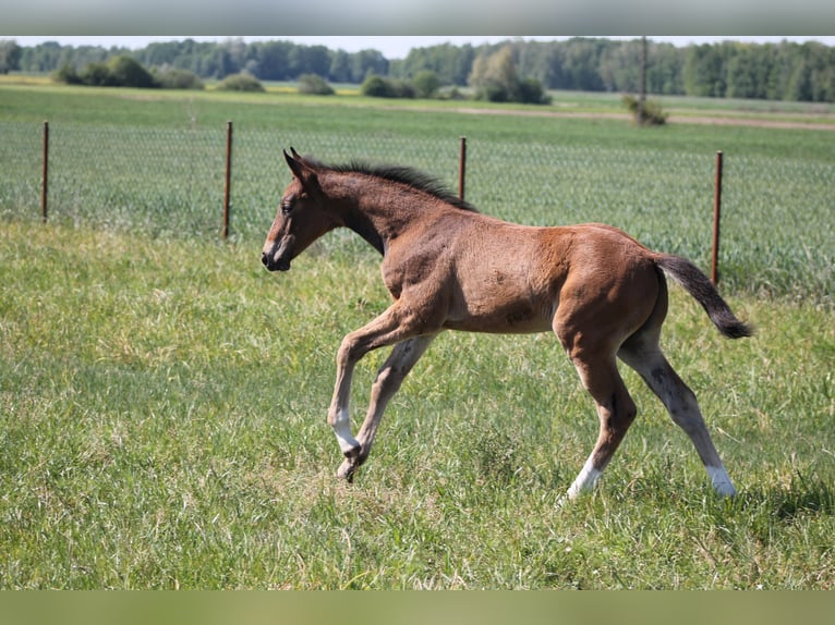 Oldenburg-International (OS) Stallion  17 hh Brown in Go&#x142;ymin- O&#x15B;rodek