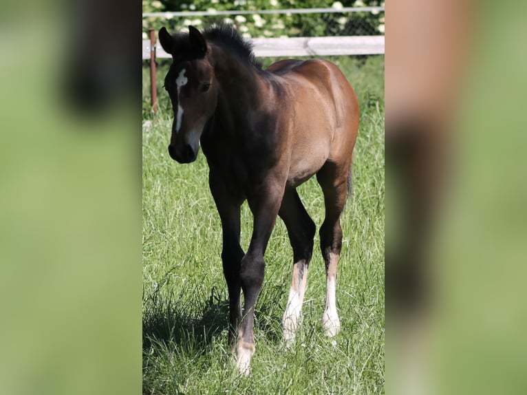 Oldenburg-International (OS) Stallion  17 hh Brown in Go&#x142;ymin- O&#x15B;rodek