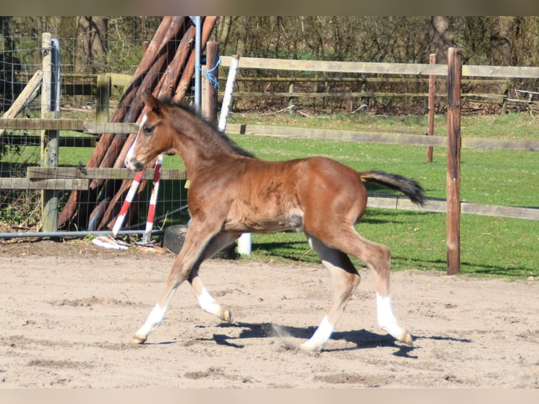 Oldenburg-International (OS) Stallion  Bay-Dark in Molbergen