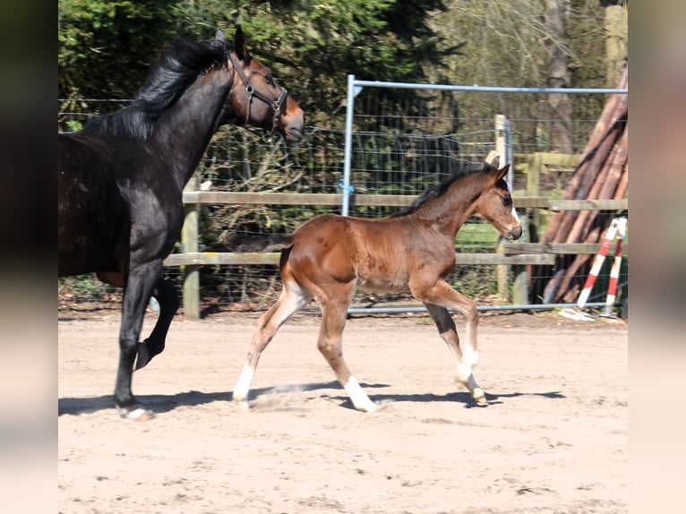 Oldenburg-International (OS) Stallion  Bay-Dark in Molbergen