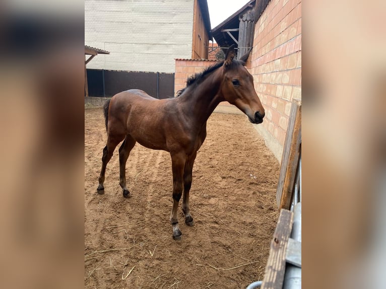 Oldenburg-International (OS) Stallion Foal (05/2025) Bay-Dark in Schlitz