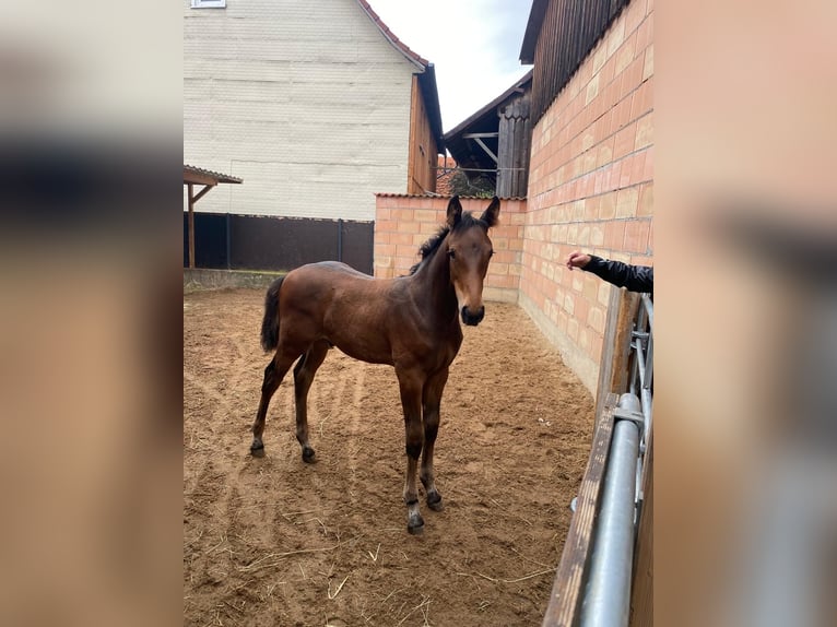 Oldenburg-International (OS) Stallion Foal (05/2025) Bay-Dark in Schlitz