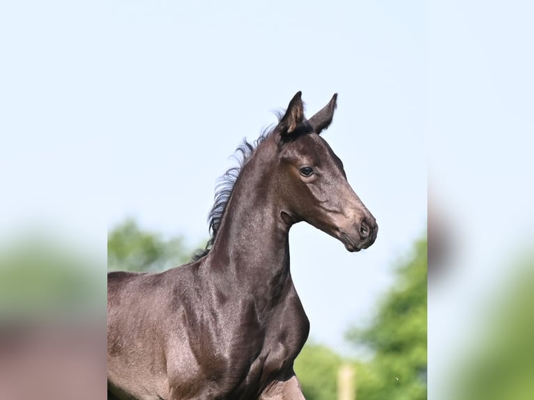 Oldenburg-International (OS) Stallion Foal (05/2026) Black in Reichenwalde