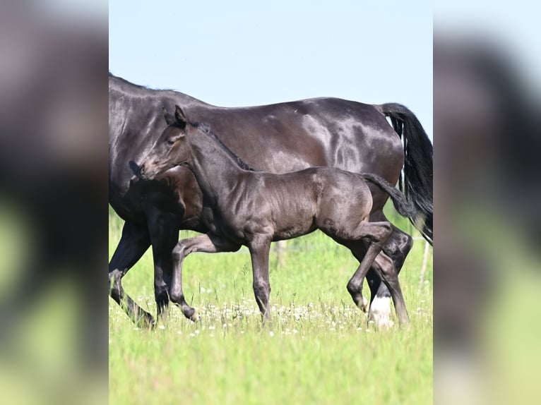 Oldenburg-International (OS) Stallion Foal (05/2026) Black in Reichenwalde