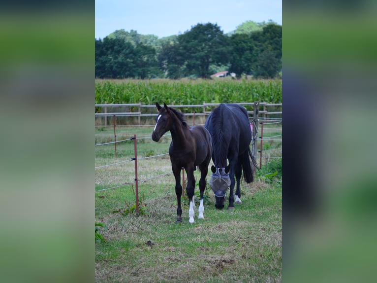 Oldenburg-International (OS) Stallion Foal (04/2026) Black in Bargteheide