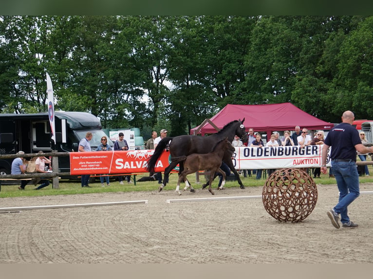 Oldenburg-International (OS) Stallion Foal (04/2026) Black in Bargteheide