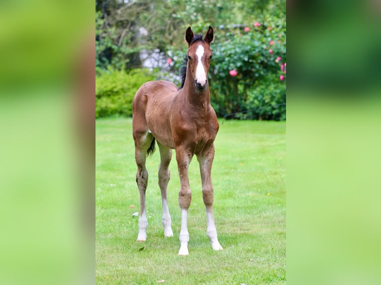 Oldenburg-International (OS) Stallion  Brown in Edewecht