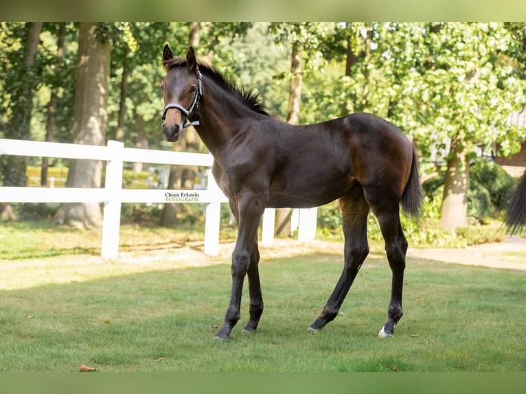 Oldenburg-International (OS) Stallion Foal (05/2025) Brown in Bersenbr&#xFC;ck