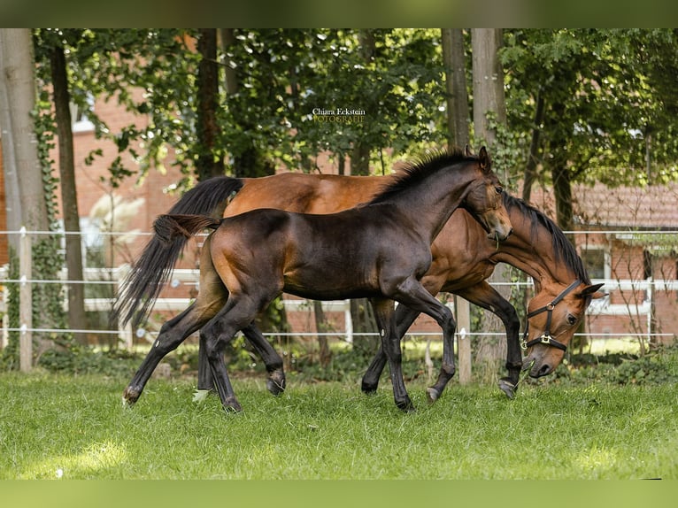 Oldenburg-International (OS) Stallion Foal (05/2025) Brown in Bersenbr&#xFC;ck
