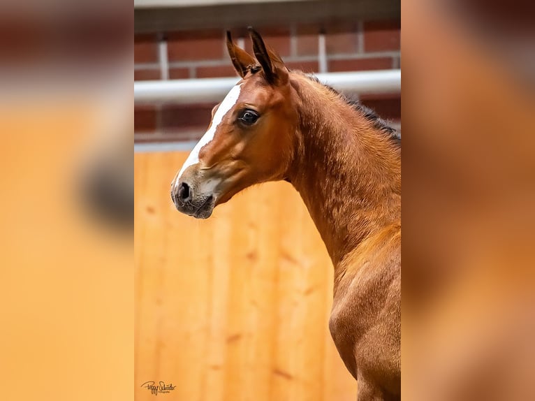 Oldenburg-International (OS) Stallion Foal (04/2025) Brown in Wittstock/Dosse