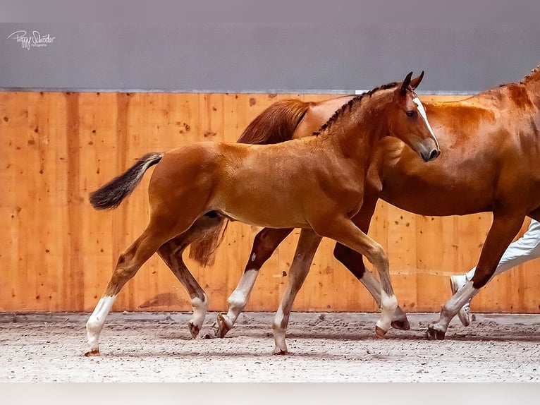 Oldenburg-International (OS) Stallion Foal (04/2025) Brown in Wittstock/Dosse