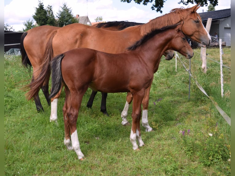 Oldenburg-International (OS) Stallion Foal (04/2025) Brown in Wittstock/Dosse