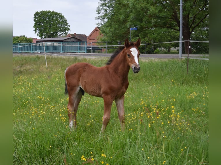 Oldenburg-International (OS) Stallion  Brown in Wittstock/Dosse