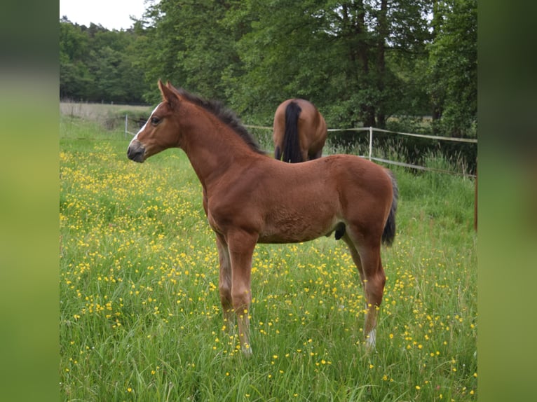 Oldenburg-International (OS) Stallion  Brown in Wittstock/Dosse