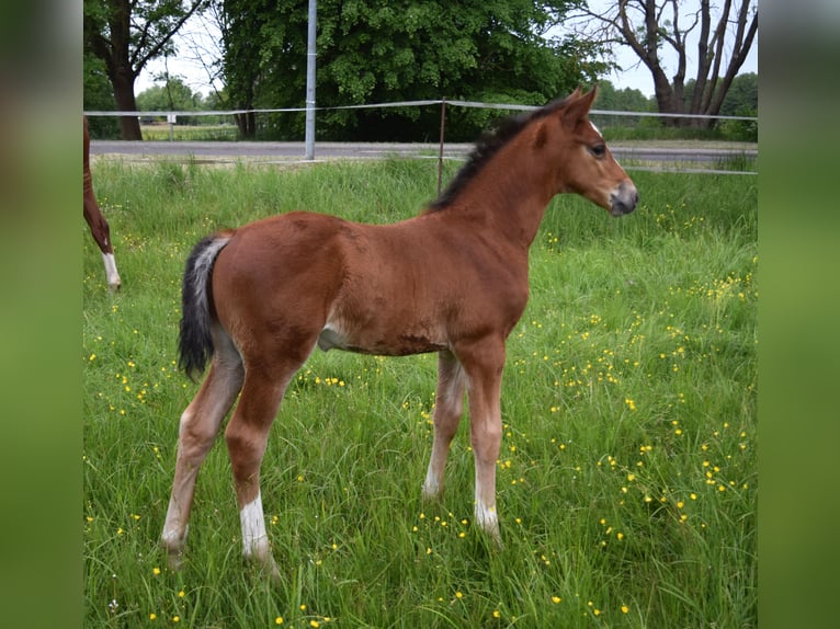Oldenburg-International (OS) Stallion  Brown in Wittstock/Dosse