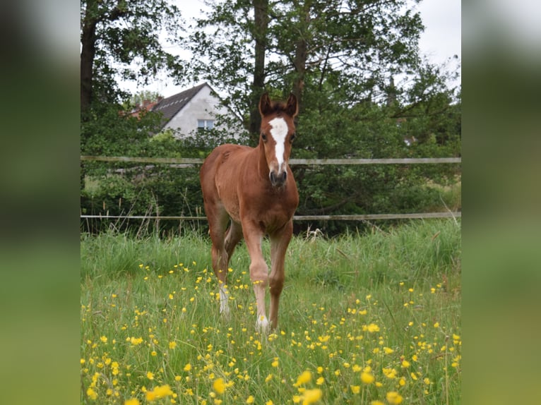 Oldenburg-International (OS) Stallion  Brown in Wittstock/Dosse