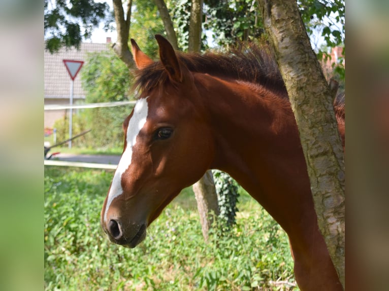 Oldenburg-International (OS) Stallion Foal (04/2025) Brown in Wittstock/Dosse