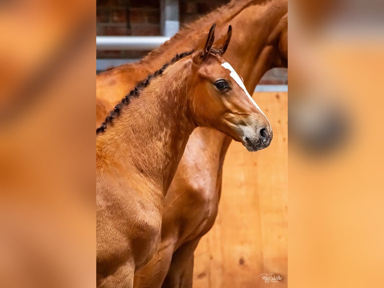 Oldenburg-International (OS) Stallion Foal (04/2025) Brown in Wittstock/Dosse