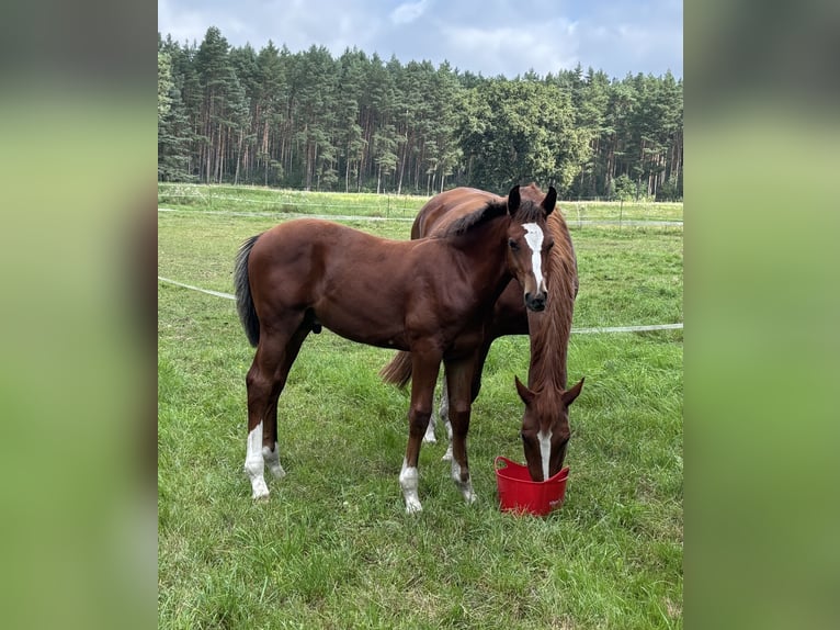 Oldenburg-International (OS) Stallion Foal (04/2025) Brown in Wittstock/Dosse