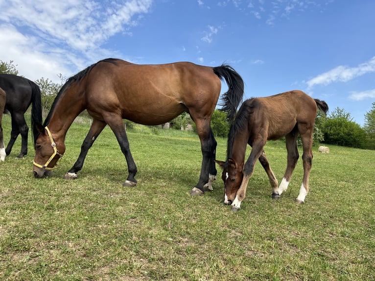 Oldenburg-International (OS) Stallion  Brown in Mücke