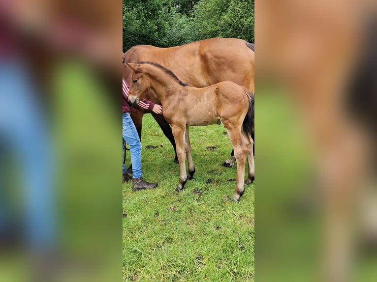 Oldenburg-International (OS) Stallion  Brown in Emstek