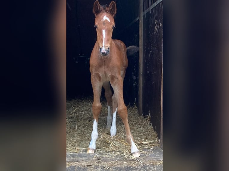 Oldenburg-International (OS) Stallion Foal (05/2025) Brown in Essen (Oldenburg)