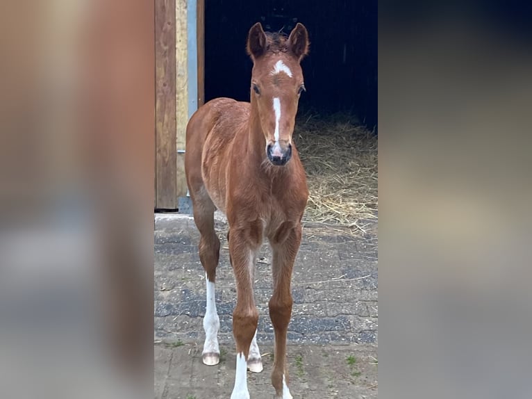 Oldenburg-International (OS) Stallion Foal (05/2025) Brown in Essen (Oldenburg)