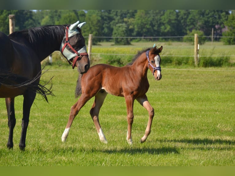Oldenburg-International (OS) Mix Stallion  Brown in Voltlage