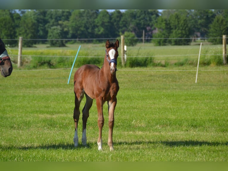 Oldenburg-International (OS) Mix Stallion  Brown in Voltlage