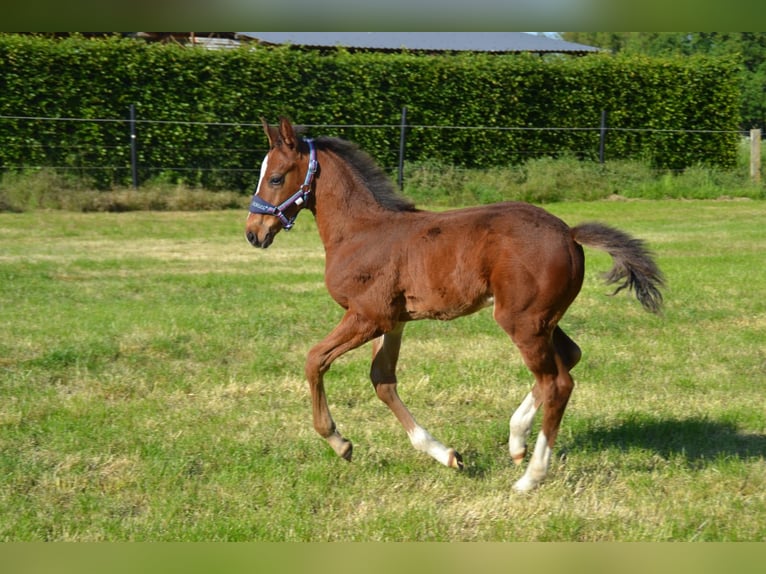 Oldenburg-International (OS) Mix Stallion  Brown in Voltlage