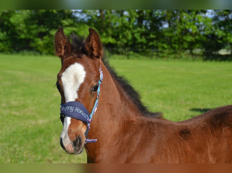Oldenburg-International (OS) Mix Stallion  Brown in Voltlage
