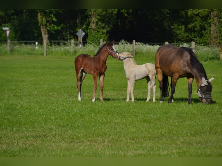 Oldenburg-International (OS) Mix Stallion  Brown in Voltlage