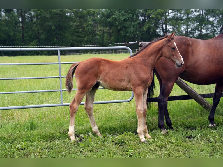 Oldenburg-International (OS) Stallion Foal (03/2026) Brown in Werlte