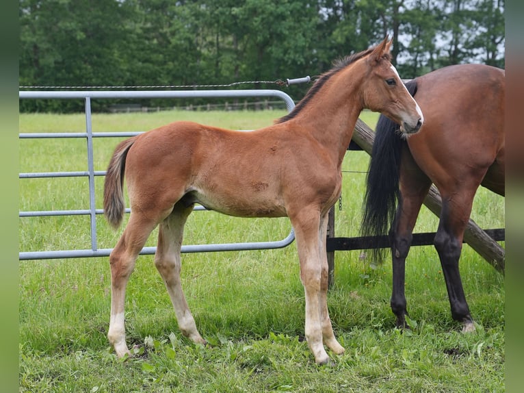 Oldenburg-International (OS) Stallion Foal (03/2026) Brown in Werlte
