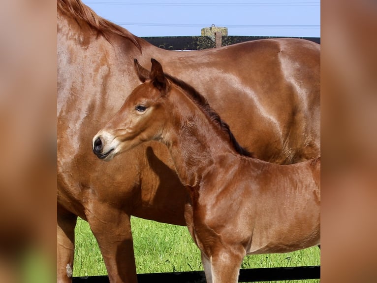 Oldenburg-International (OS) Stallion Foal (06/2025) Brown in Garrel