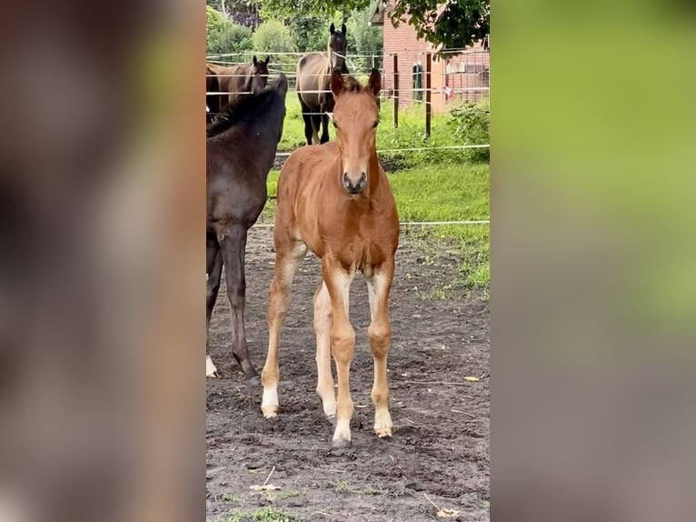 Oldenburg-International (OS) Stallion Foal (06/2025) Brown in Garrel