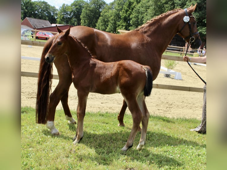 Oldenburg-International (OS) Stallion Foal (06/2025) Brown in Garrel