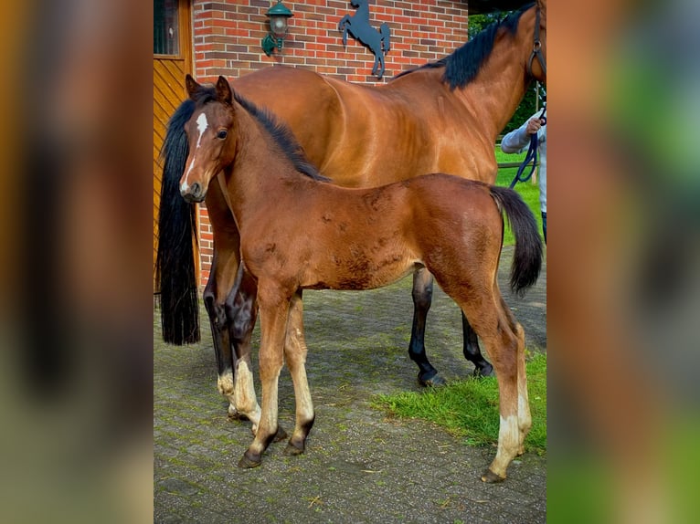 Oldenburg-International (OS) Stallion Foal (05/2026) Brown in Garrel